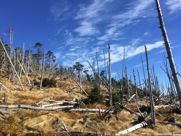 20151121-1147-弥山-八経ヶ岳111