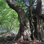 やっぱ大峯奥駈は最高です！行者還岳・七曜岳を309号90番から