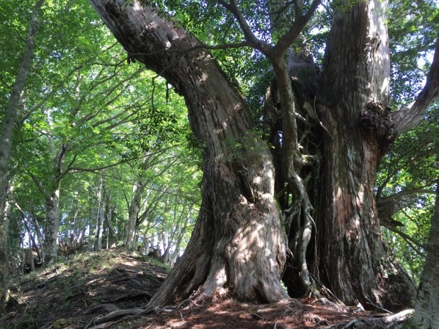 2016-06-26-0905-行者還岳-七曜岳-登山08